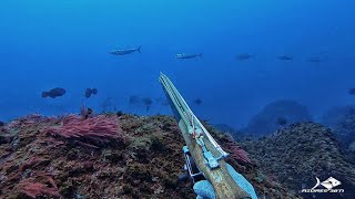 Azores 38°N - Spearfishing in Spring I - Terceira Island  - Azores 2020