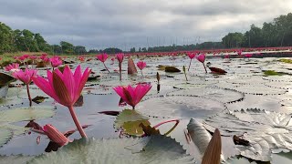 বিষাক্ত পানির শাপলা বিল || দয়া করে কেউ নামবেন না এই বিলের পানিতে ||