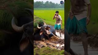 Loaded heavy cow stuck in a muddy field saved by farmers #humanity #cow #animals#pakistan