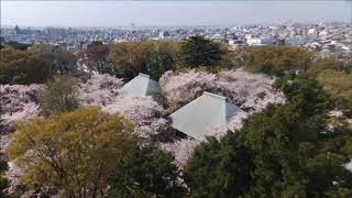 九品仏 浄真寺 2019年桜【空撮】