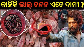Why red sandalwood is costly | Why red sandalwood is so expensive | Lal Chandan illegal