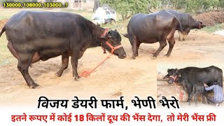 विजय डेयरी फार्म, भैणी भैरो || For Sale 3 Buffalo || पशुपालन विकास मंच