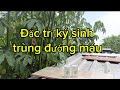 Gà ăn khỏe mà không mập thì sài thằng này |#NôngDân5chấm