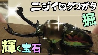 【クワガタ カブトムシ生活】ニジイロクワガタ 掘り出し 2018年 8月 その2【stag beetle】