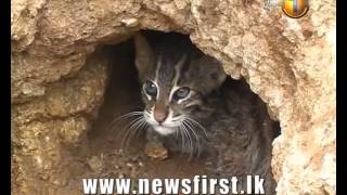 Anuradhapura Leopard rescue Newsfirst