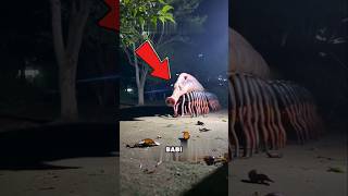 Viral‼️Segera panggil ibumu jika bertemu makhluk ini‼️😨😱 #shorts #shortsvideo