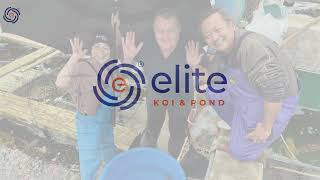 The Story of Elite Koi and what we do