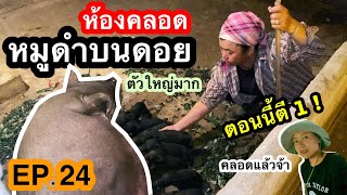 สะใภ้อาข่า(EP.24) พาชมห้องคลอดหมูดำบนดอย คลอดกันสดๆตอนตีหนึ่ง /หลังคลอดต้องทำพิธีกรรมด้วยนะ