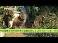 早春賦　ウォルフィー佐野 in ハローtv