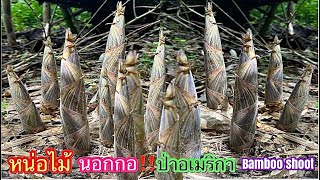 เก็บหน่อไม้อเมริกาเกิดนอกกอ‼️สุดยอด‼️เก็บเพลิน‼️แทบเป็นลม picking Bamboo shoots