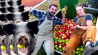 How to turn free apples into bacon - Free Range Homestead Ep 8