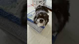 犬　ダンス　癒し　チワワ　チワワロングコート