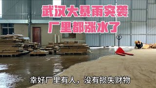 今天特大暴雨突袭武汉，厂里都进水了，中午回去看2个毛孩子（第171集）