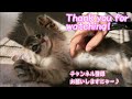 揺れる椅子ではしゃぐ子猫♪mirei is playing in the rocking chair.【ふみふみ猫ミレイ】