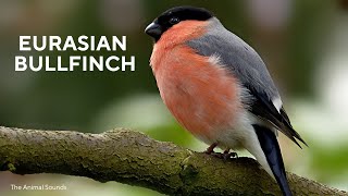 Enchanting Bullfinch call - Beautiful Eurasian Bullfinch song in the forests of Eurasia!