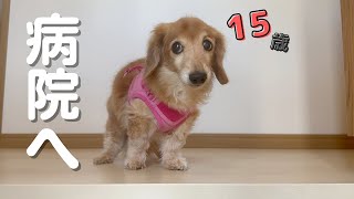 【15歳シニア犬】頭にデキモノができたので急いで病院へ