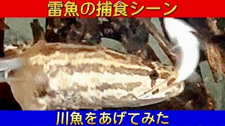 【雷魚】【うなぎ】水槽 ライギョの力強い捕食シーン！