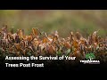 Assessing the Survival of Your Trees Post Frost