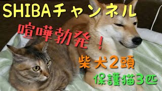 SHIBAチャンネル　柴犬2頭と保護猫3匹　喧嘩勃発！？