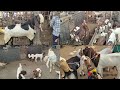 gazipur bakra mandi live update 02/11/2024 paalne waale bachche aa gye by (haider goat farm hgf)