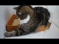 箱とねこ７。 a box and maru 7.