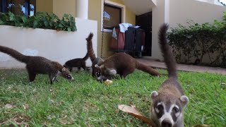 Crazy Coatis in Costa Rica! | MicBergsma