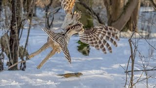 Barred Owl Hunting a Chipmunk - Epic Pursuit in Daylight (Graphic)