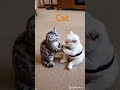 2 bé mèo con #cute #cat