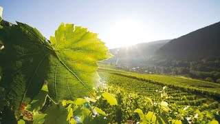 Les vins du Bugey : découverte des vignobles au Printemps