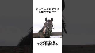 【お馬の雑学】ホッコータルマエ