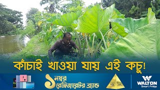 কাঁচাই খাওয়া যায় এই কচু! | Khulna News | Dhaka Post