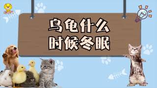 烏龜什么時候冬眠 烏龜冬眠時間