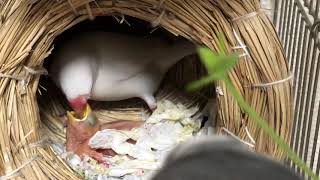 文鳥の雛ちゃん生後10日目　雛ちゃんに豆苗をあげる【なすび】