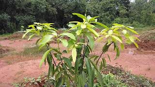 ಅಪ್ಪೆ ಮಿಡಿ ಗಿಡ, ನೆಟ್ಟು ಆರು ತಿಂಗಳ ಬಳಿಕ !