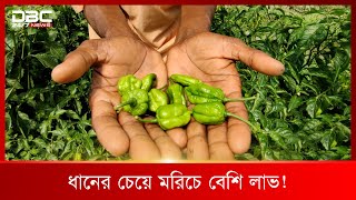 বোম্বাই মরিচে কোটি টাকার ব্যবসা | DBC News Special