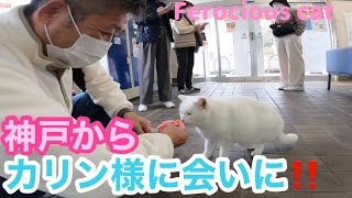 あのボス猫カリン様に神戸から家族で会いに来てくださいました‼️ Ferocious cat