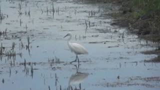 Kis kócsag vadászat közben (Little egret; Egretta garzetta)