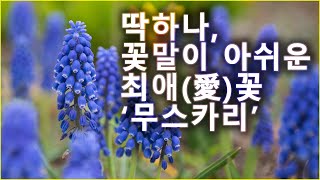 muscari 꽃말빼고 다 좋은 '무스카리'