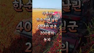 아들이 한순간에 날린 40년간 일군 200평 농지