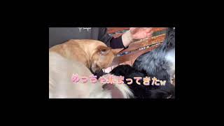 【群馬県　世界の名犬牧場】ワンちゃんがいない人でも愛犬とお散歩気分！可愛い世界を堪能しました✨