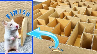 GIANT Maze Labyrinth for Hamster 🐹. HOW TO GET OUT?