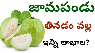 జామపండు తినడం వల్ల ఇన్ని లాభాల | Amazing health benefits of guava in Telugu | Ibrahim Telugu health