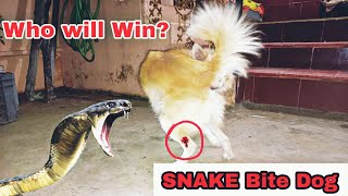 செல்லப்பிராணிகளில் பாம்புக்கடி அறிகுறிகள் மற்றும் சிகிச்சை || SNAKE BITE IN A DOG