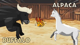 Buffalo vs Alpaca | Farm Animals Tournament [S1] | Animal Animation