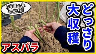 【保存版】3年目の春 アスパラ！どっさり大収穫【家庭菜園】