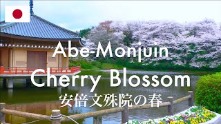 Cherry Blossoms in Abe-Monjuin Temple, Nara *Subtitles are available