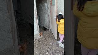 şaşkın tavuklar merhaba 🥚🐤🐔#çocuk #keşfet #köydeyaşam #tavuk #story #chicken #children #cat #dog