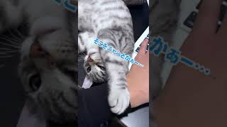 【子猫】どうしてもかまって欲しいちび猫ちゃんのアピールが可愛すぎた…笑 #Shorts