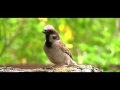 癒し映像館【鳥たち30分】／雀・メジロ・ヒヨドリ・シロハラ／wild bird