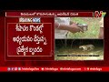 operation chirutha continuous in tirumala ntv